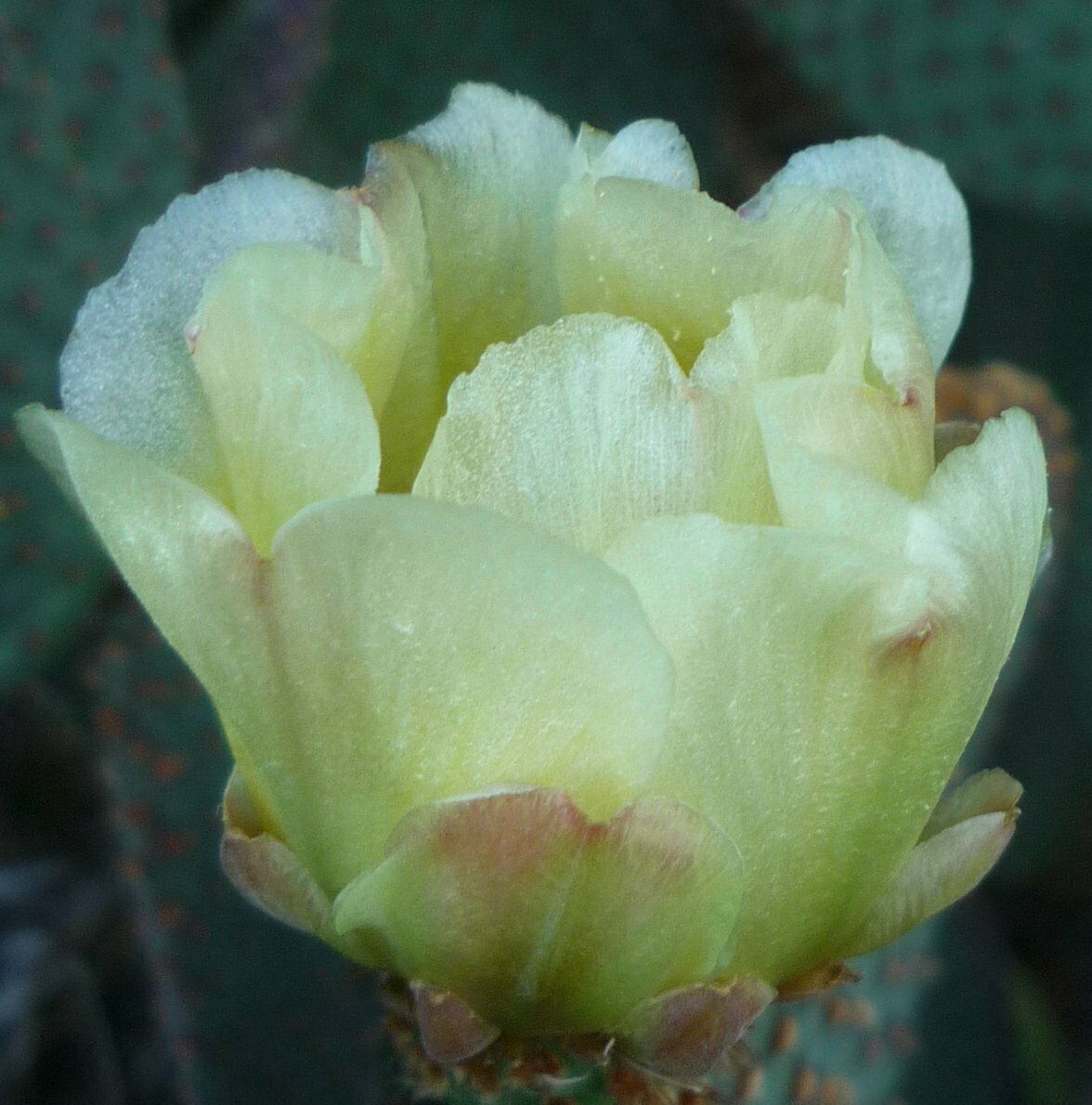 High Resolution Opuntia sp. Flower